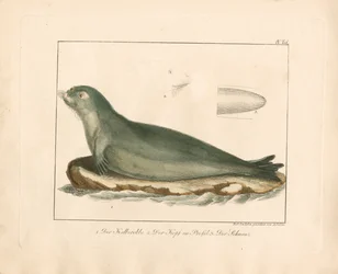 De harpzegel met anatomische details (handgekleurde koperplaatgravure)