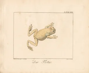 De adder (handgekleurde litho)