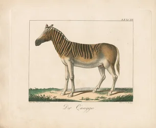 De Quagga (handgekleurde litho)