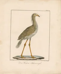 De roodpootseriema (handgekleurde litho)
