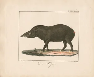 De tapir (handgekleurde litho)