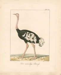 De struisvogel met de twee tenen (handgekleurde litho)