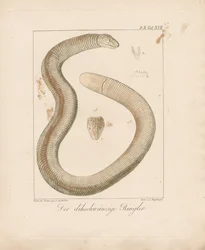 Dikstaartwormhagedis
