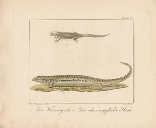 Turkse gekko en gevlekte skink (handgekleurde koperplaatgravure)