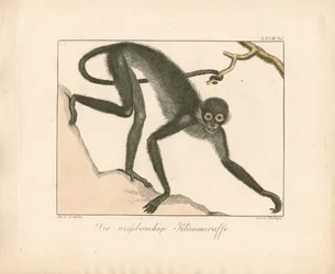 Witbuikzijdeaap (handgekleurde koperplaatgravure)