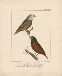 Witkop- en roodborsttapuit (handgekleurde litho)