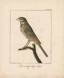 Geelgors (handgekleurde koperplaatgravure)