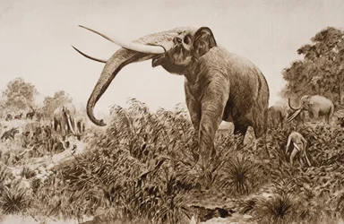 De Chatham-olifant, illustratie uit 