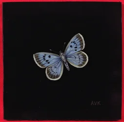 Grote blauwe vlinder, 2000