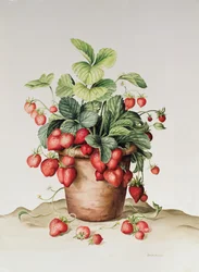 Aardbeien in een pot, 1998