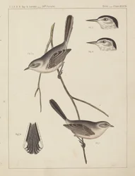 Vogels - U.S.P.R.R. Exp. & Surveys, 35e parallel