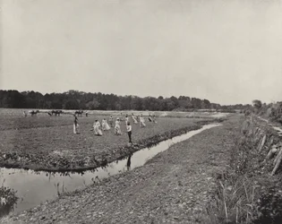 Rijst planten in North Carolina (zwart-wit foto)