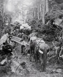 Beklimming van de Dyea Trail op Weg naar de Chilkoot Pass tijdens de Klondike Gold Rush (1897-98)