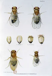 Bijen - in "Bijdragen aan de genetica van Drosophila melanogaster", Thomas H. Morgan