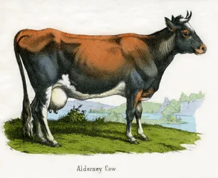 Alderney Koe, uit De Natuurlijke Historie van Dieren