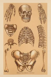 Anatomische Studie van het Menselijk Skelet