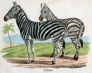 Antieke prent van zebra