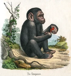 Antieke prent van een chimpansee