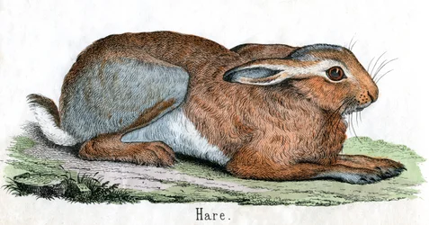 Antieke prent van een haas