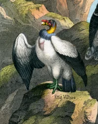 Antieke Print van een Koningsgier