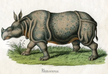 Antieke prent van een neushoorn