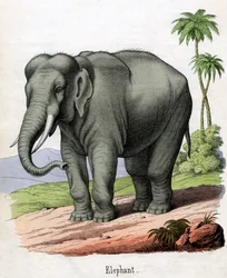 Antieke prent van een olifant