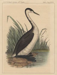 Vogels, plaat XXXVIII