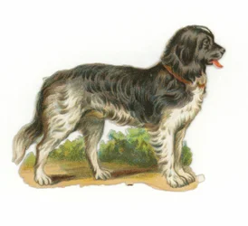 Zwart-witte hond