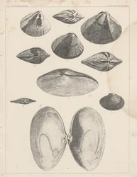 Conchologie Plaat I