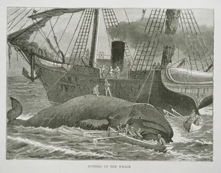 Het in stukken snijden van de walvis, uit The American Whale Fishery, c.1850 (gravure)