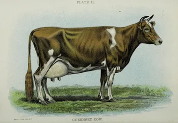 Guernsey Koe, uit 