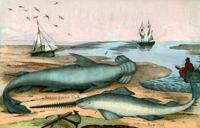 Hamerhaai en zaagvis