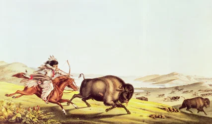 Buffeljacht