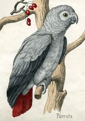 Papegaai, uit De Natuurlijke Historie van Dieren