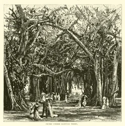 Picknick onder banyanbomen