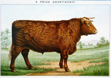 Prijs Shorthorn Stier