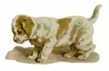 Puppy staand
