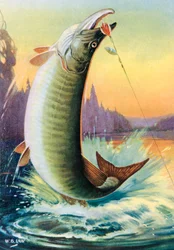 Sportvissen: Springende Muskie