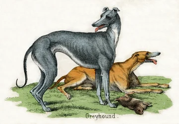 Twee windhonden, uit De natuurlijke historie van dieren