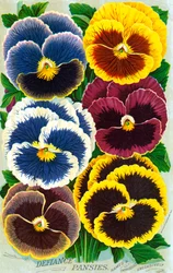 Victoriaanse Viooltjes