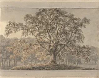 Uitzichten in Engeland, Schotland en Wales: Ash in Londesbro Park, mei 1800
