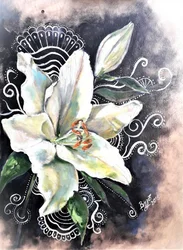 Elegante witte lelie in bloei