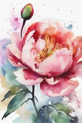 Roze pioenroos in aquarel