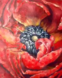 Levendige rode papaver