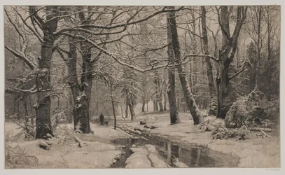Winterdag in een bos