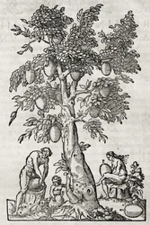 Broodvruchtboom, gravure