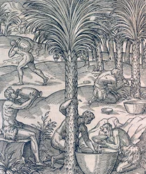 Inwoners van Kaapverdië maken drankjes van palmbomen, gravure uit Universal Cosmology