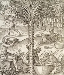 Inwoners van Kaapverdië maken drankjes van palmbomen, gravure uit Universal Cosmology, Afrika, 1575