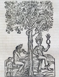 Nana fruit, tropische geneeskrachtige plant (gravure)