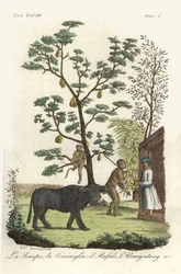 Mosterdplant met cochenillekevers, jackfruitboom, waterbuffel en orang-oetan. Handgekleurde koperplaat getekend en gegraveerd door Andrea Bernieri naar François Solvyns uit Giulio Ferrario